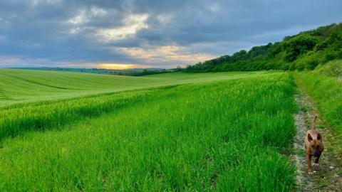 TUESDAY - Sunrise over a green field at Lambourn with a small dog on a footpath