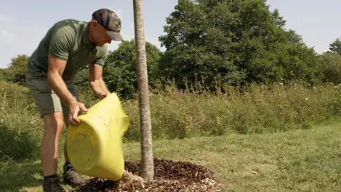 A man wearing green t-shirt and shorts and a cap pours woodchip and organic material in a circle around a young tree, with a large yellow bucket. 