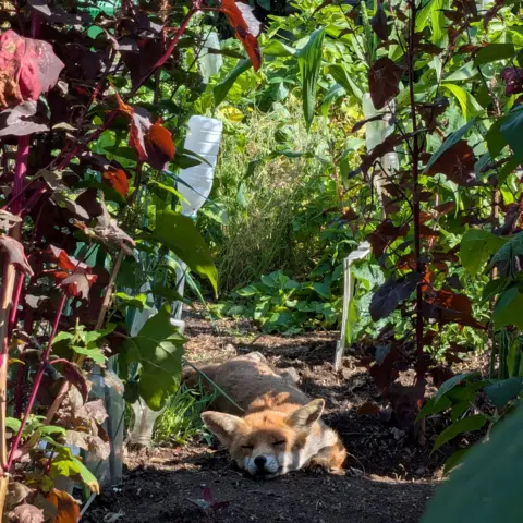 Helen Creasy Fox snoozing in among plants, with sun shining on its head.