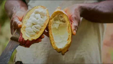 Two halves of a whole cocoa fruit are held in someone's hands