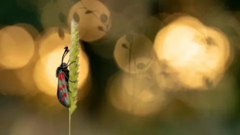 Daniel Callejo Ross Photograph of a bug by Daniel Callejo Ross