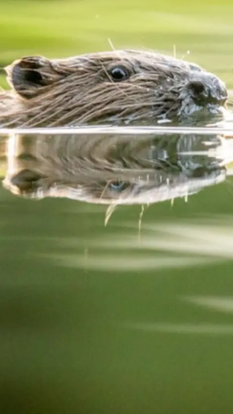 A beaver swimming in a river. You can only see the top of its head and nose and the rest of their body is submerged in water.