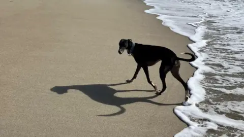 A dog on a beach, the dogs shadow is on the sand. There is foam from waves on the right of the picture. The dog is wearing a blue collar. 