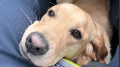 A labrador looking at the camera. He has brown eyes and has his head resting on a person's blue trousered leg