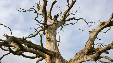 A tree with no leaves. The tree has a few warped branches spreading out in all directions.