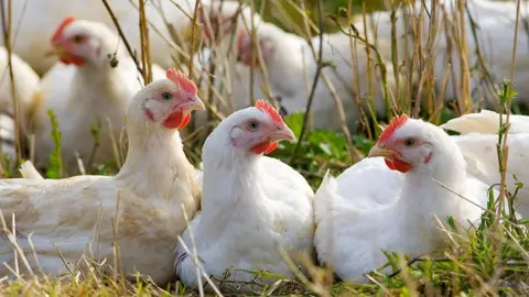 Getty Images Several white chickens with red facial features sitting on a bed of grass.