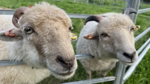 Two sheep in a field with their heads resting on a metal fence