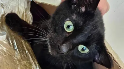 Ferne Animal Sanctuary Box containing cats