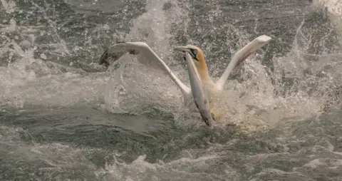 Debi Bell A gannet splashes about in the water holding a large fish in its beak