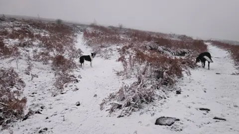 The Lonely Shepherdess/Weather Watchers Gilwern in Monmouthshire on Wednesday morning. Snow covers the ground, bracken pokes out of the snow and two black and white dogs look at the camera.