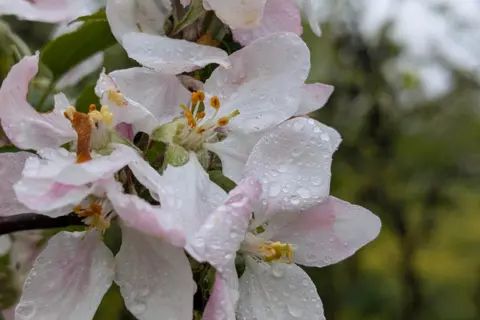 TheAdder A bunch of pink and white flowers, on a tree, are dotted with raindrops. There is more greenery behind it, but the image is out of focus.