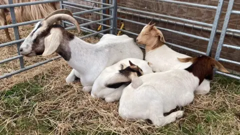 BBC Four goats in a pen cuddling up together on straw