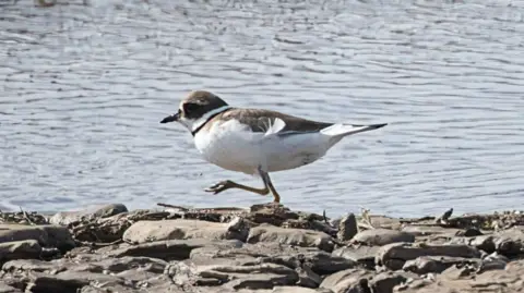 A view of a ringed plover bird. It is a small bird that is largely white with some brown feathers.
