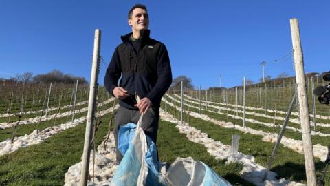 Sior Jones pulls a large sack of wool at a row of wine vines at Gwinllan Conwy Vineyard