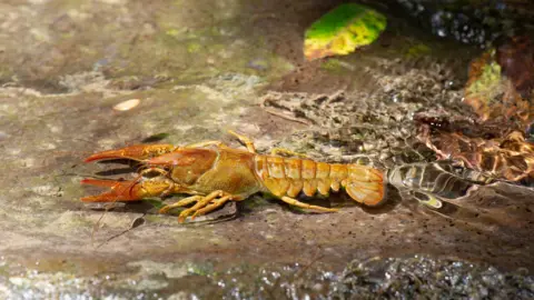 An orange crayfish resting on a rock and partially submerged in a shallow stream. 