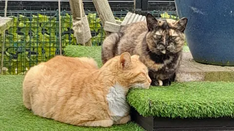 Meryl Marshall A tortoiseshell cat and a ginger cat nap on some grass