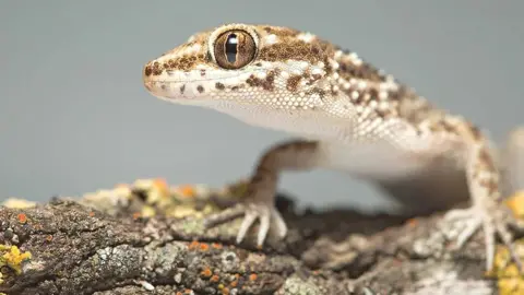 Ignacio Hernandez South American marked gecko