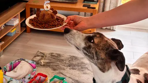 Battersea Dogs and Cats Home A greyhound looking longingly at a special doggy birthday cake with a six candle on it