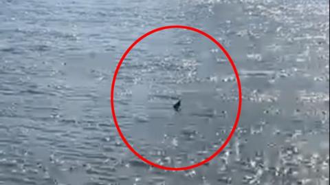 What appears to be a fin in the river surrounded by a red circle