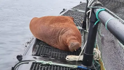 Dougie Leask/Cooke Aquaculture Scotland Walrus in Shetland