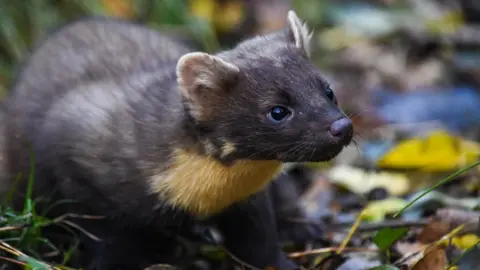 Queens University Belfast Pine Marten