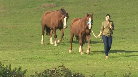 Horses being brought out of field
