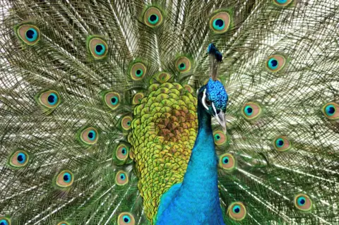 Caitlyn McDonald A vibrant peacock displaying its fully fanned tail feathers in stunning detail. The feathers feature iridescent green and gold hues with eye-like patterns in blue and bronze, while the bird’s body is a rich blue with a crest on its head.