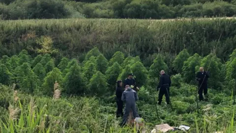 Herfordshire Constabulary A cannabis farm in Tring