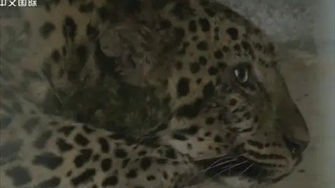 Reuters One of the leopards, which was captured over the weekend
