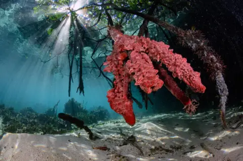 Alvaro Herrero Lopez-Beltran An underwater photo of sponges around mangrove roots