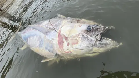 Julie Hatcher Dead bluefin tuna