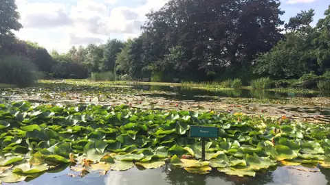 Chris Arundel / BBC Lillies on a pond