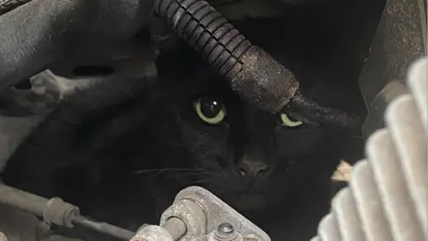 Cats Protection Rose was found in a car engine after escaping