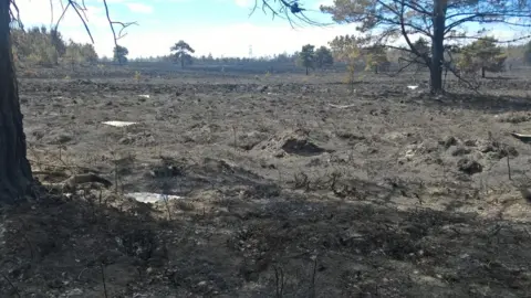 Sophie Lake Wareham Forest Fire