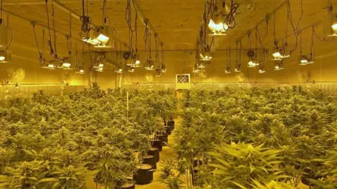 BBC Aaron's marijuana farm in Oklahoma