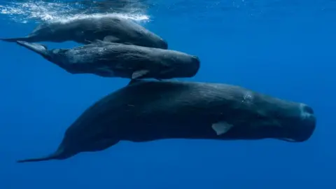 Alexis Rosenfeld/Getty Images Whales and two babies swim underwater