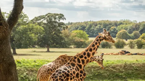 Anthony Morris Giraffe's at Cotswold Wildlife Park, Burford