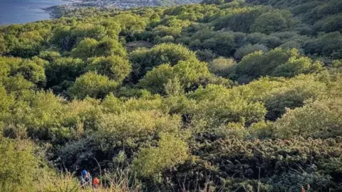 Dense undergrowth on Dorset coast near Lyme Regis with sea seen to the top of the image and coastguards just visible in the dense undergrowth.