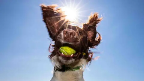 Kerry Irving One of the dogs with a ball in his mouth