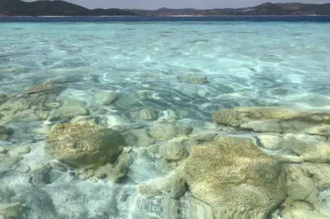 NASA Stromatolites