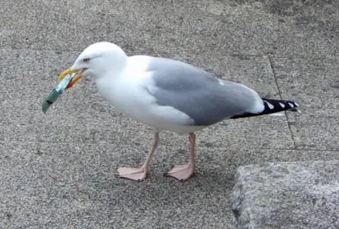 John Stedman hungry seagull