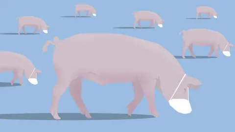 BBC Graphic of pigs wearing masks