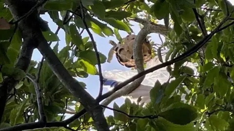 Asian Hornet Team Nest