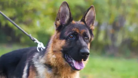 Getty Images Police dog