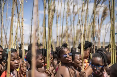 MARCO LONGARI/AFP Swati maidens carry reeds while marching outside their camps ahead of the 2023 Umhlanga Reed Dance ceremony, at the Mbangweni Royal Residence on October 14, 2023.
