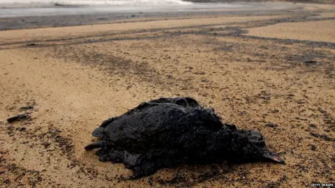 Getty Images Dead bird