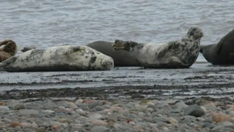 Stephen Westcott Seals on the shore at Walney