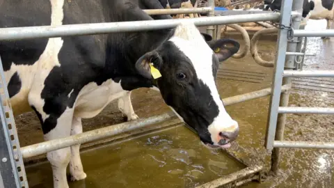 A cow looking through a metal gate