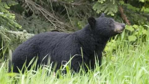 BBC Black bears, like this one in British Columbia, rarely attack humans