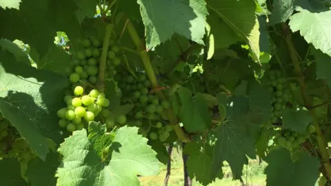 Grapes on vine at Chapel Down winery in Kent